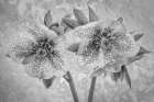 USA, Washington State, Seabeck. Close-up of hellebore blossoms. Art Print